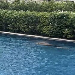 Waterfront @ Faber (D5), Apartment #478298061